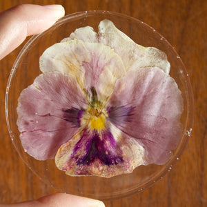 coaster: dusty pink pansy