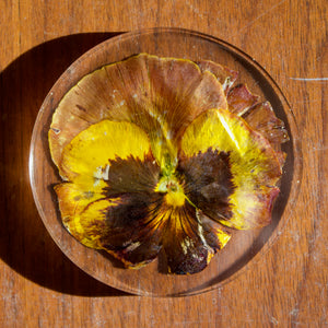 coaster: sunset pansy