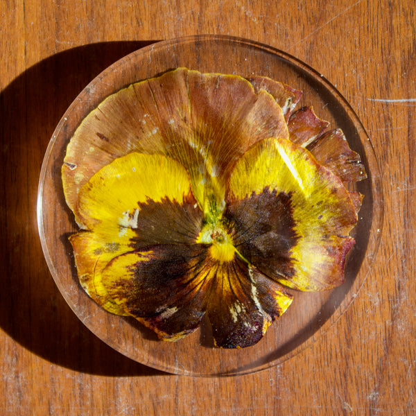 coaster: sunset pansy