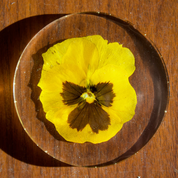 coaster pack: yellow pansy