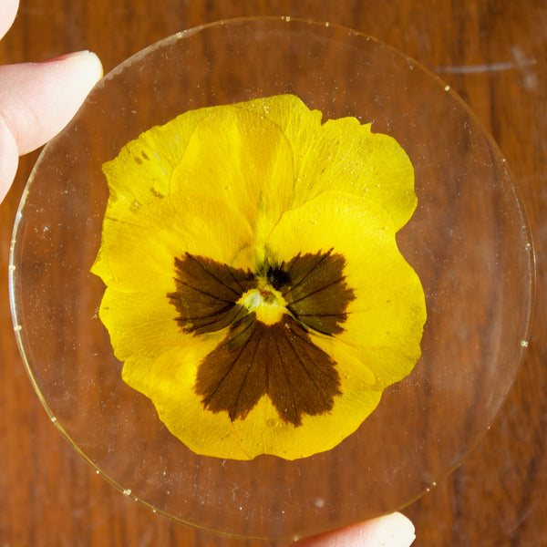 coaster pack: yellow pansy