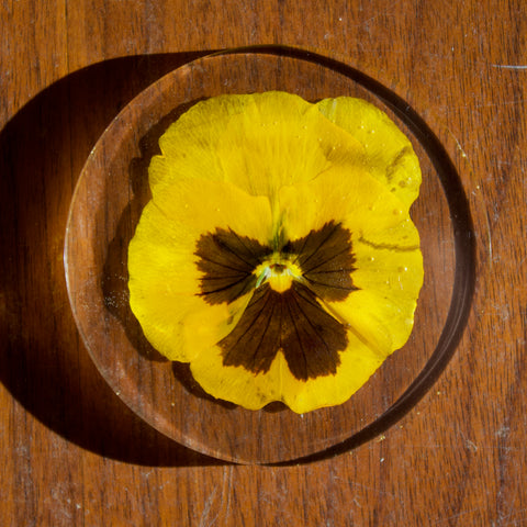 coaster pack: yellow pansy