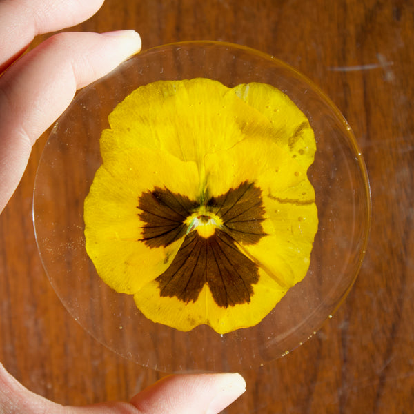 coaster pack: yellow pansy