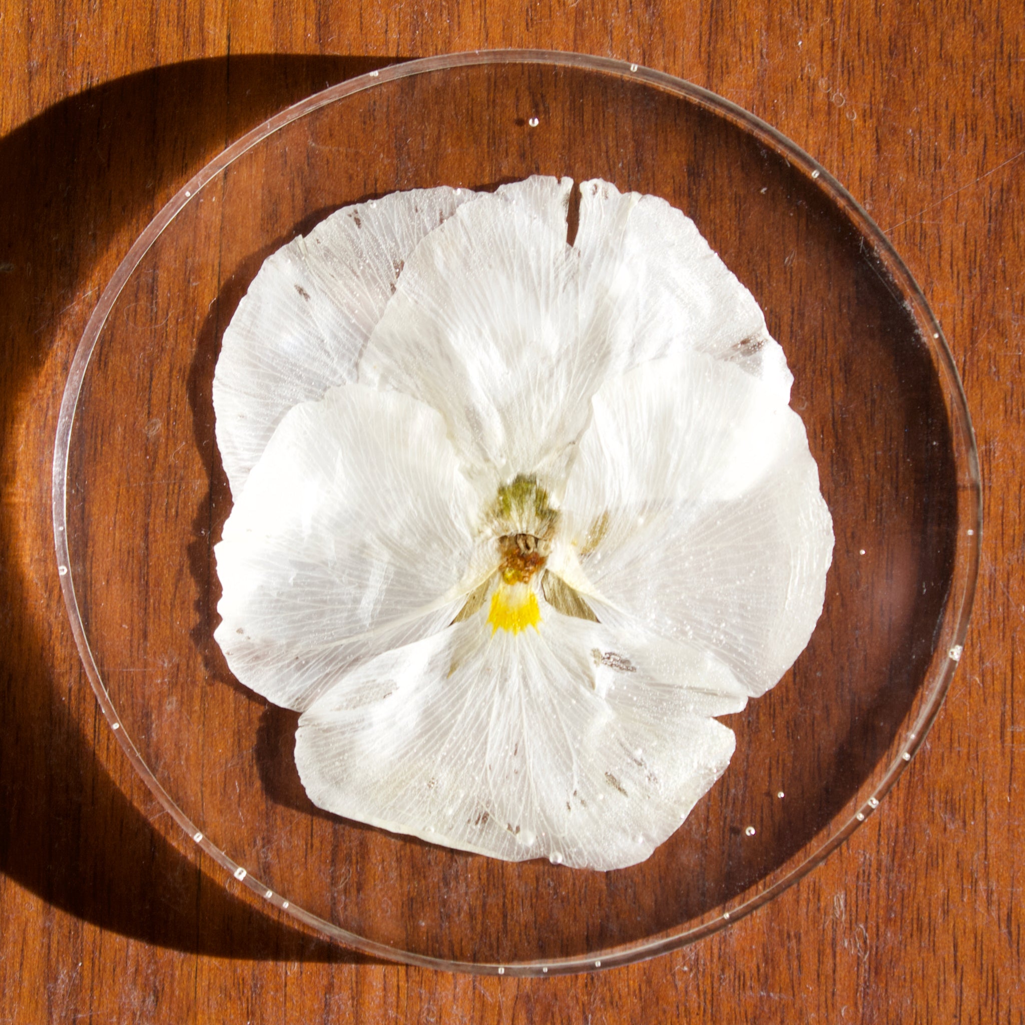 coaster pack: white pansy