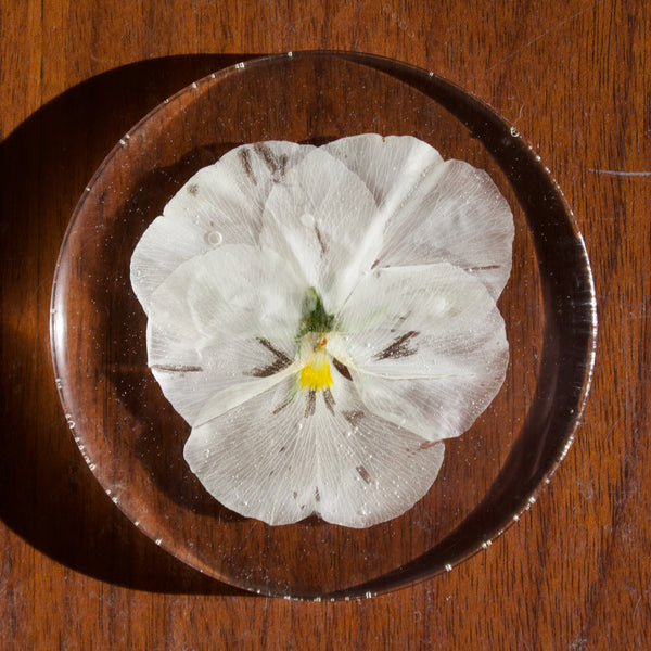 coaster pack: white pansy