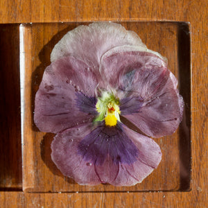 coaster: purple pansy square