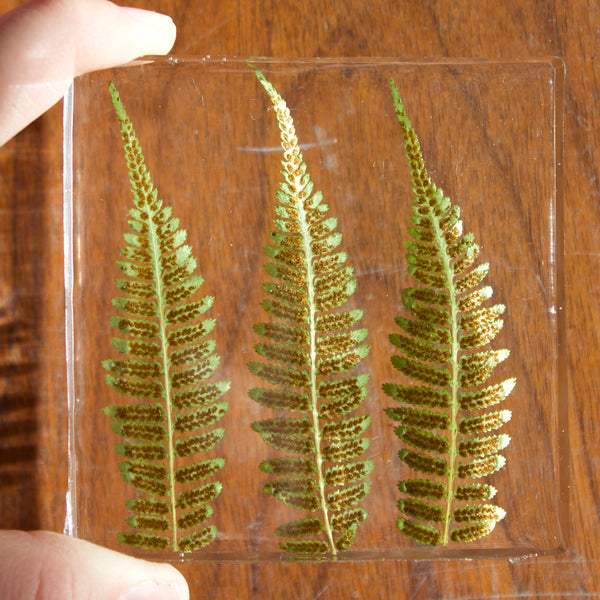 coaster pack: ferns