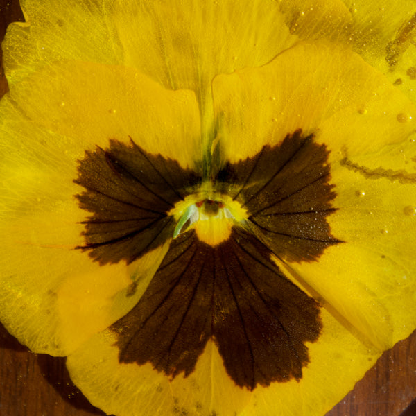 coaster pack: yellow pansy