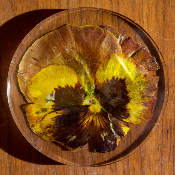 coaster: sunset pansy