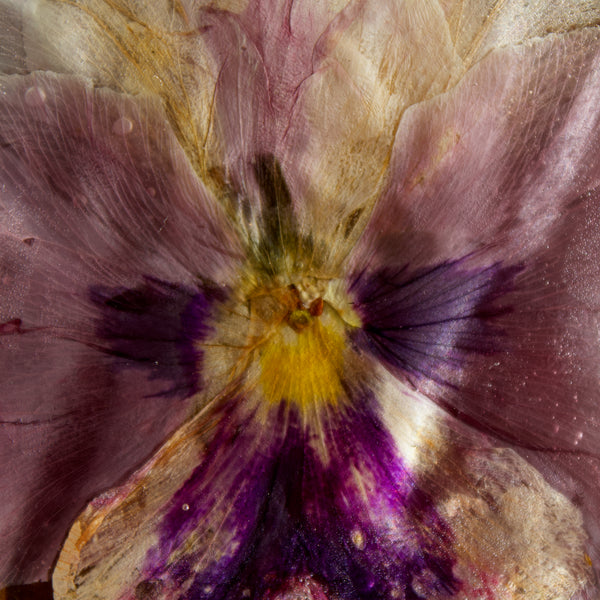 coaster: dusty pink pansy