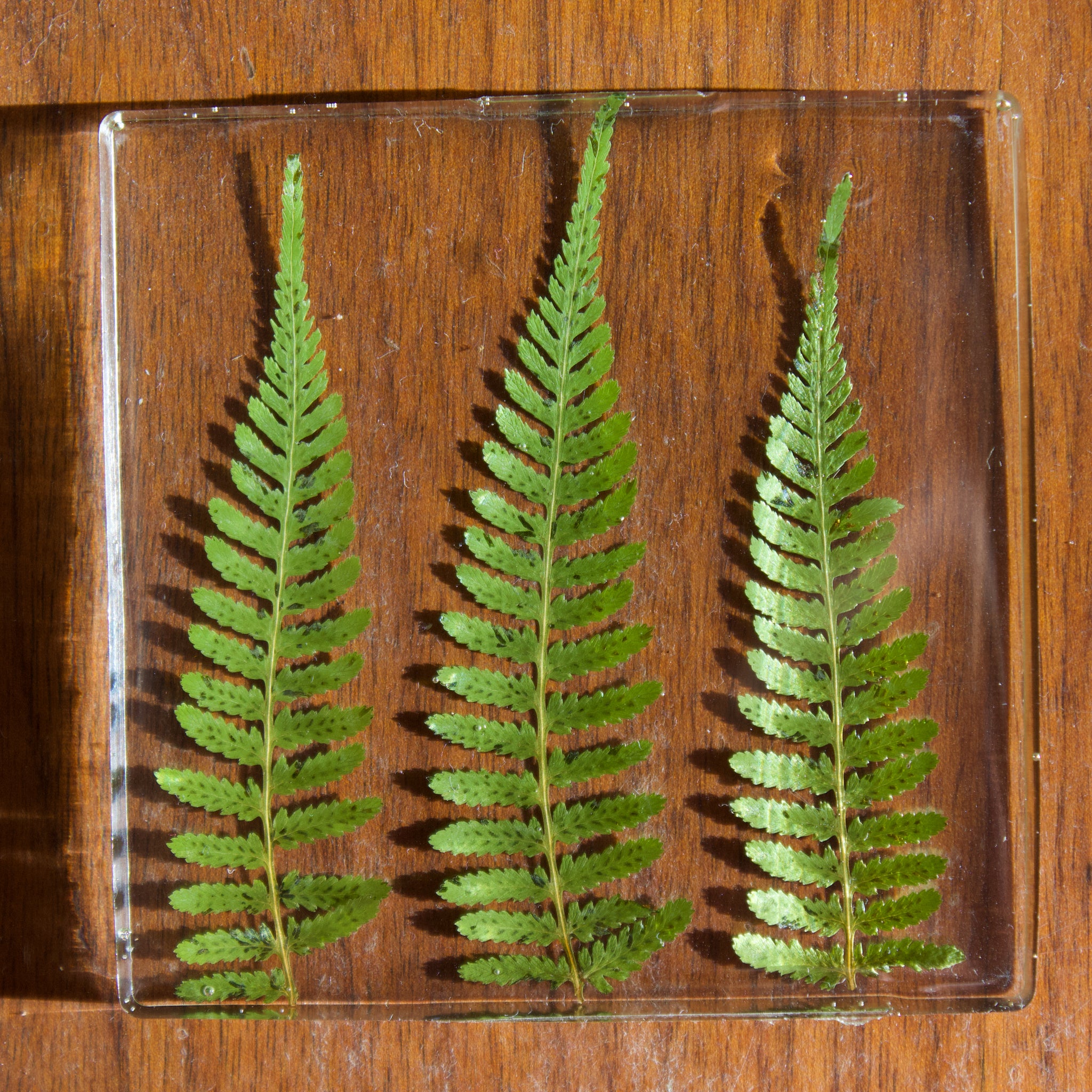 coaster pack: ferns