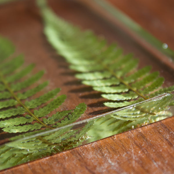 coaster pack: ferns