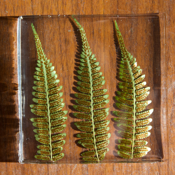 coaster pack: ferns