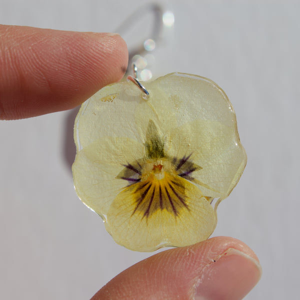 pale yellow pansy